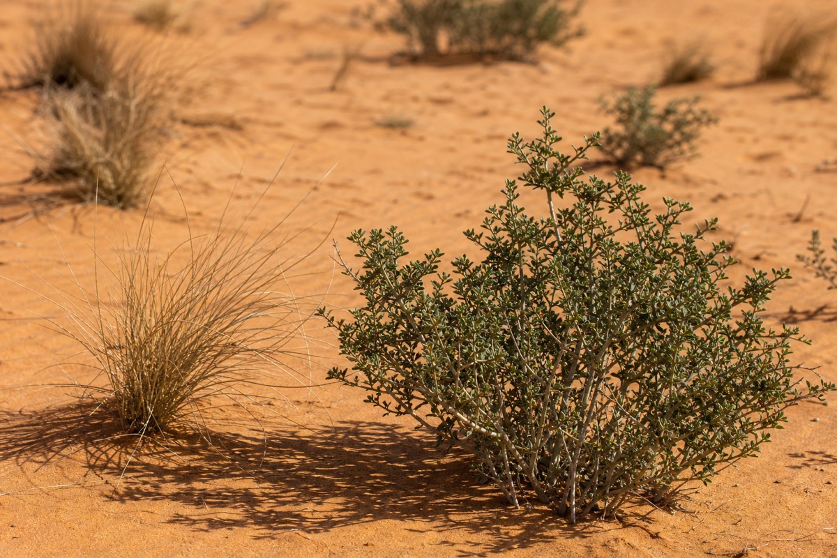 The golden dunes of Wahiba Sands, Oman