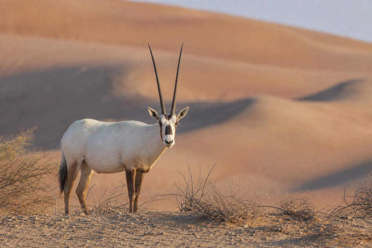 An Arabian oryx standing on golden dunes in the Oman desert at first light