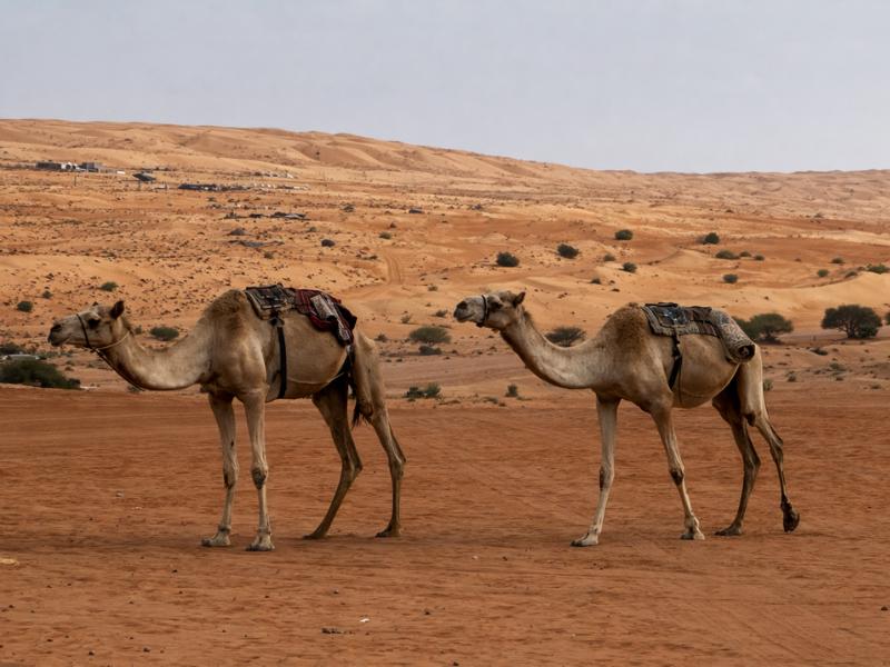 photo fgrom tour Bidiyah Wahiba Sands Desert Safari with Camel Ride