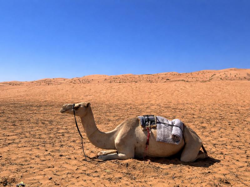 Full-Day Wahiba Sands & Wadi Bani Khalid Group Tour