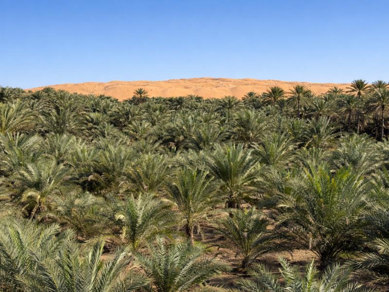 Private Desert Safari Adventure – Exclusive Dune & Camp Experience